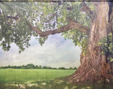 Big Tree backdrop